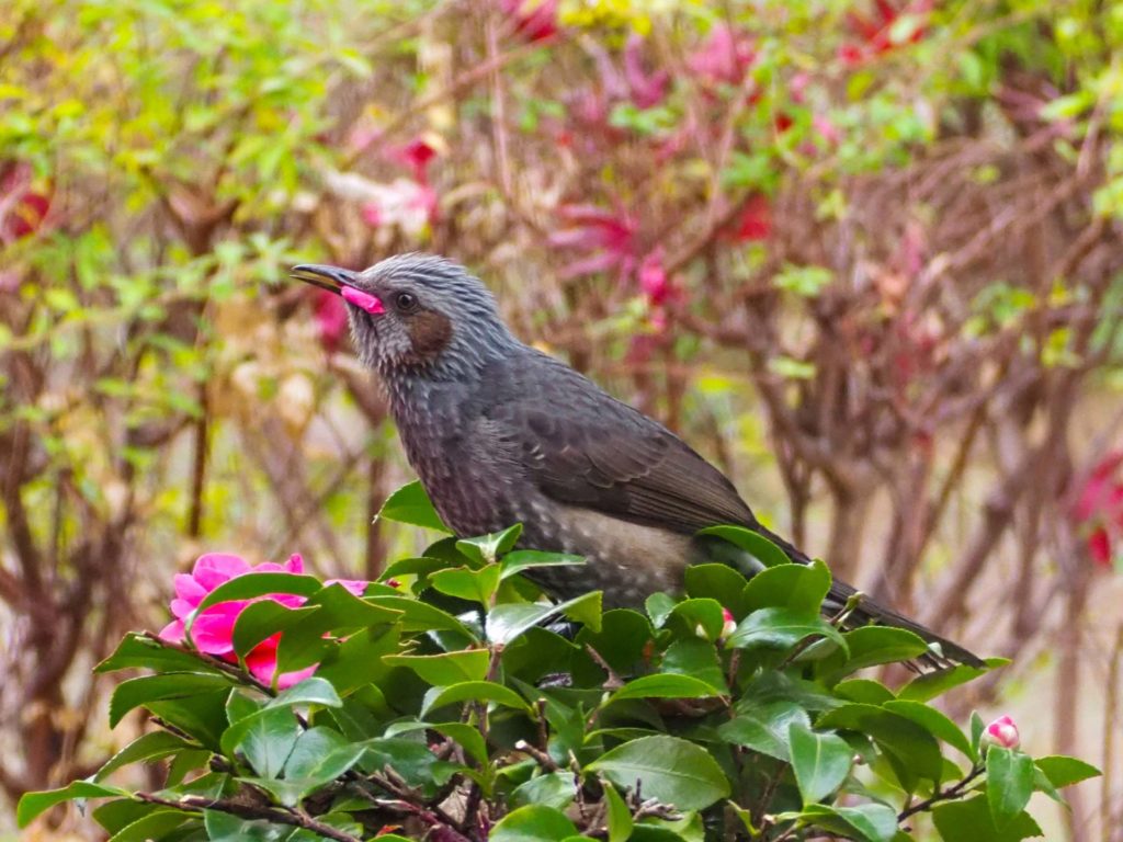 サザンカの花びらをつつくヒヨドリ