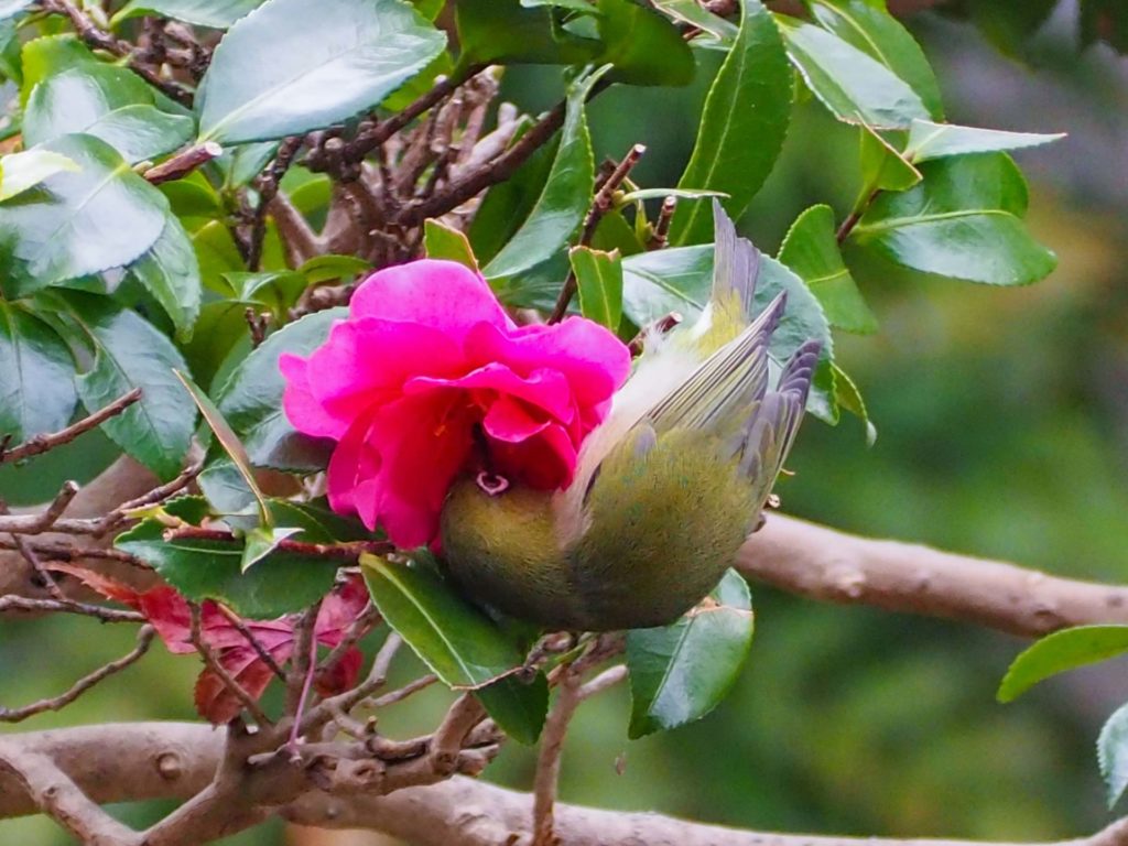 山茶花の花の蜜を吸うメジロ