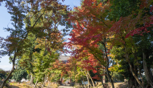 京都の醍醐寺